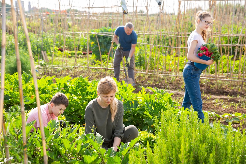 homesteading for beginners