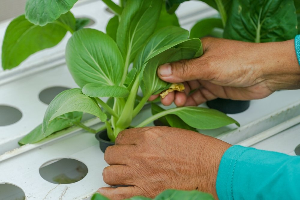 How To Start a Hydroponic Garden
