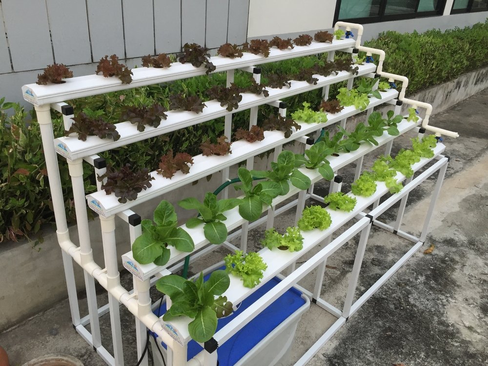 How To Start a Hydroponic Garden